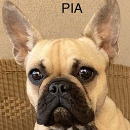 Pia - Fawn and white French Bulldog puppy in Scottsdale, Arizona from Sonoran Frenchies LLC
