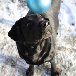 Labrador Retriever All Grown Up from Mission Ready Retrievers