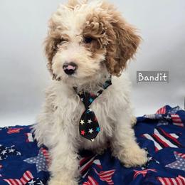 Bandit - Red male Bernedoodle puppy in Neillsville, Wisconsin from Granton Creek