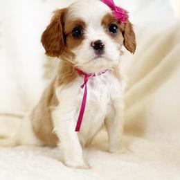 Cavalier King Charles Spaniel and Cavapoo Puppies from Red Skye Cavaliers and Cavapoos