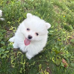 Fluttershy - White female Pomeranian puppy in Rhode Island from Heartfelt Kennels