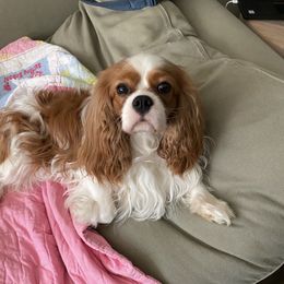 Cavalier King Charles Spaniels from Loves A Lot Cavaliers