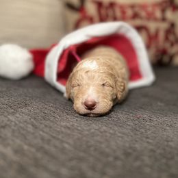 Goldendoodle Puppies from S_and_b_doodles