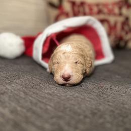 Goldendoodle Puppies from S_and_b_doodles