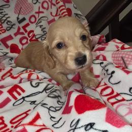 Honeysuckle - Cream female Dachshund puppy in Bristol, Tennessee from It's Mini Wieners Baby