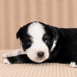 Vegas - Black tri female Miniature American Shepherd puppy in Leitchfield, Kentucky from Legendmaker MAS