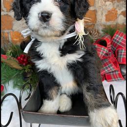 Assorted Doodle Crosses, Aussiedoodle, and Australian Shepherd Puppies from Faith, Feathers & FurBabies