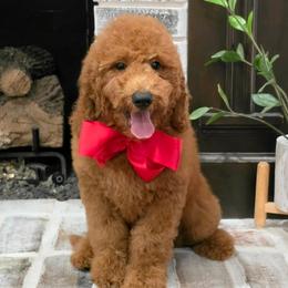 Lennon's Red Boy - Red  male Goldendoodle puppy in Kountze, Texas from Texas Doodles LLC
