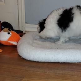 Coton de Tulear Puppies from Coton Country