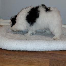 Coton de Tulear Puppies from Coton Country