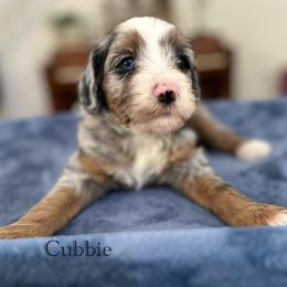 Cubbie - Merle male Bernedoodle puppy in Waco, Texas from Blessings Pups Doodles