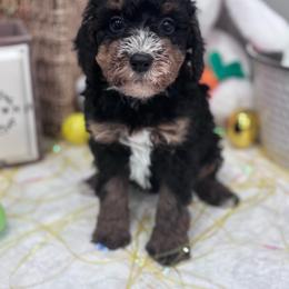 Ivy - Tri-color female Bernedoodle puppy in Jacksonville, Florida from Star of the Sea Doodles