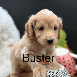 Buster - Apricot male Double Doodle puppy in Hayden, Alabama from Agape Southern Farms