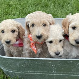 Goldendoodle Puppies from Puppy Paws Colorado