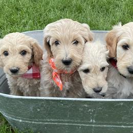 Goldendoodle Puppies from Puppy Paws Colorado