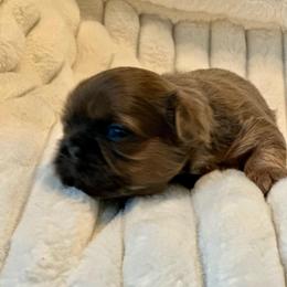 Leia - Blue female Shih Tzu puppy in Kettering, Ohio from LaDawn’s Little Lions
