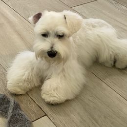Shiloh - Miniature Schnauzer