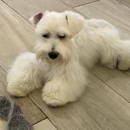 Shiloh - Miniature Schnauzer