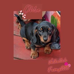 Chloe - Black and cream female Dachshund puppy in Sebring, Ohio from Valhallah Farms