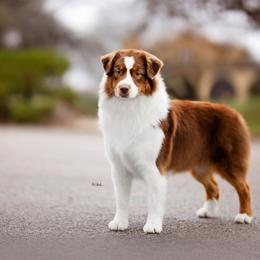 Crush - Australian Shepherd