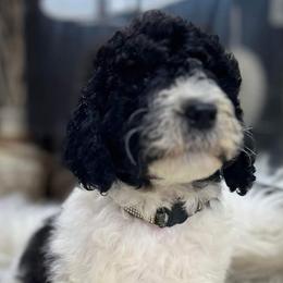 Goldendoodle and Poodle Puppies from Elizabeth Rocha's Doodles
