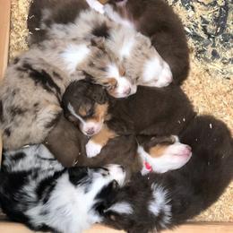 Australian Shepherd Puppies from Black Canyon Corral Aussies