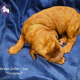 Trickster - Red  male Goldendoodle puppy in Greer, South Carolina from South Paw Doodles