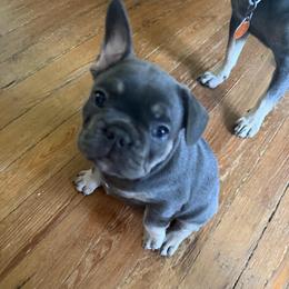 Tonka - Blue male French Bulldog puppy in Philadelphia, Pennsylvania from Kiki Leigh Frenchies