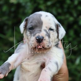 WILLOW - Harlequin female Great Dane puppy in Denison, Texas from Hundeity Great Danes