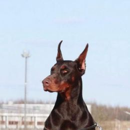 Elya - Doberman Pinscher