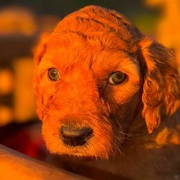 Scrooge - Apricot male Aussiedoodle puppy in Riverside, California from Just Loving Doodles