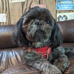ZIVA - Shih Tzu