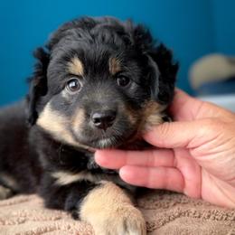 Mochi - Black tri female Miniature American Shepherd puppy in Tupalo, Mississippi from Butterfield Trail Farm