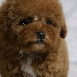 Clarisse - Red female Maltipoo puppy in San Diego, California from Maltipoos SD