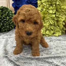 Annabelle - Brown female Double Doodle puppy in Lagrange, Georgia from Abbott Mini Doodles