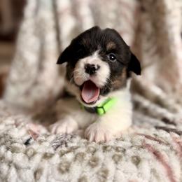 Green Female - Black and tan female Pembroke Welsh Corgi puppy in La Porte City, Iowa from Cedar River Corgis