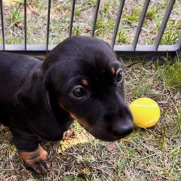 Dachshunds from Rocky Mountain Wieners