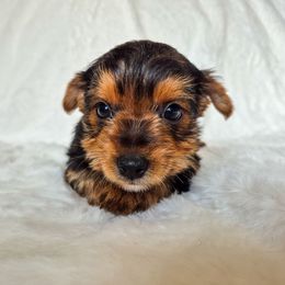Tiana-Marie - Black and tan female Yorkshire Terrier puppy in Blacksburg, South Carolina from Hess Pooches LLC