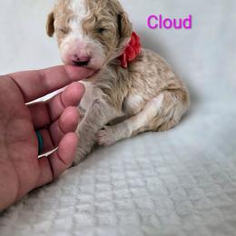 Cloud - Brown and white female Sheepadoodle puppy in Cornelia, Georgia from Yates Family Farm