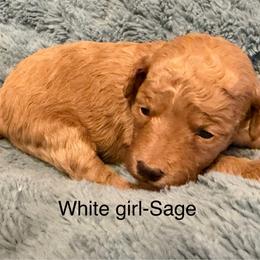White collar girl - Red  female Goldendoodle puppy in Vian, Oklahoma from Dog Days Doodles