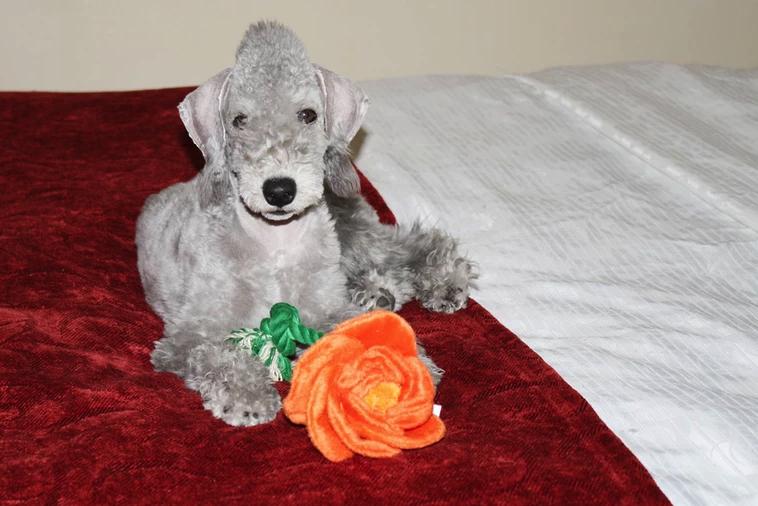 Bonnybrook Bedlington Terriers in Colorado Bedlington Terrier puppies