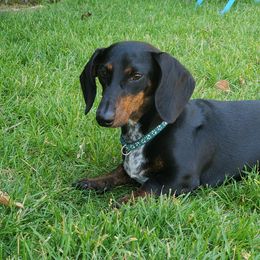 Daisy - Dachshund