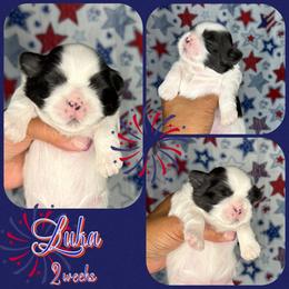 Luka - Black and white male Shih Tzu puppy in Yelm, Washington from Lala's All Star Shih Tzu