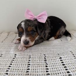 RyRy - Merle female Bernedoodle puppy in Columbia, Kentucky from Woodland Bernedoodles