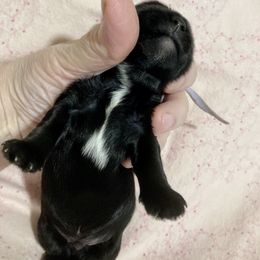 Maltipoo, Morkie, and Yorkipoo Puppies from Danza Bolo