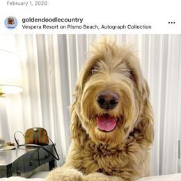 Elle - Goldendoodle