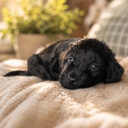 Midnight - Black female Goldendoodle puppy in Englewood, Ohio from The Golden Aussie Co.
