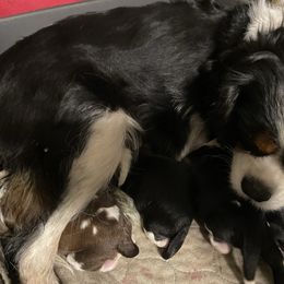 Cavapoo puppies from Bright Morning Star Pups