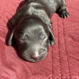 Female 2 - Black female Dachshund puppy in El Campo, Texas from Creamer Creek Kennel