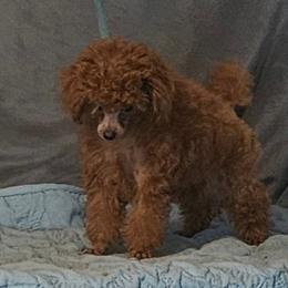 Little Red - Red  male Poodle puppy in Willis, Texas from Golden's Poodles